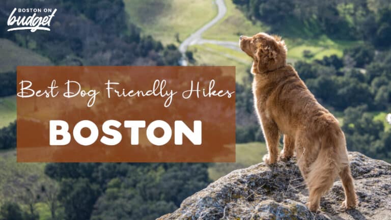10 Dog Friendly Hiking Trails in Boston - Best Places To Hike With Pets