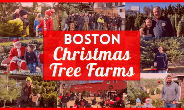 15 Boston Christmas Tree Farms – Cut Your Own Or Buy Fresh Cut Trees In 2022