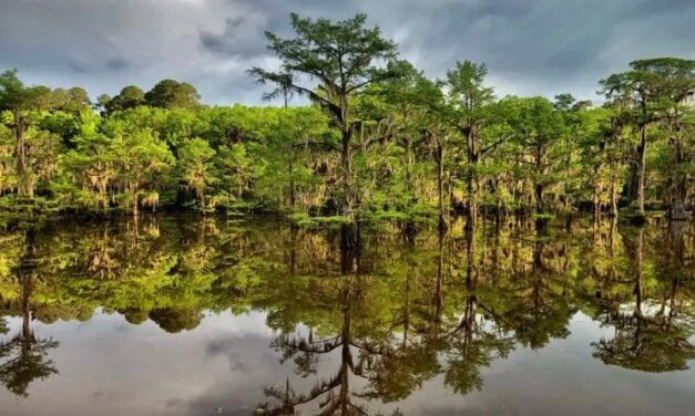 Caddo Lake State Park Near Dallas – Ranked Among Best In The US