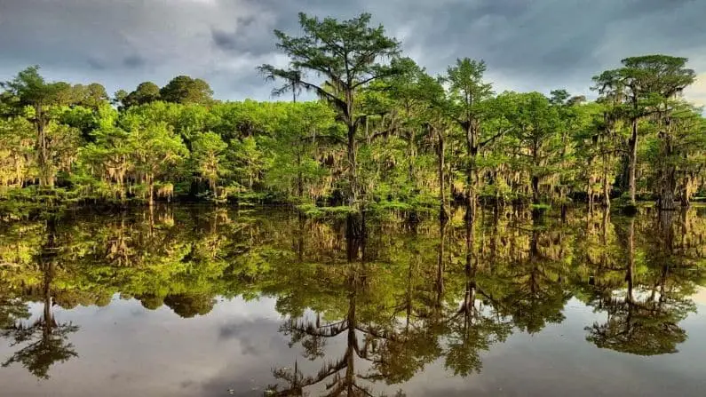 Dallas 9 Caddo Lake State Park Near Dallas – Ranked Among Best In The US