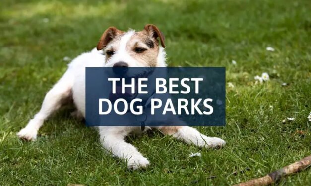 The Best Dog Parks in Dallas-Fort Worth