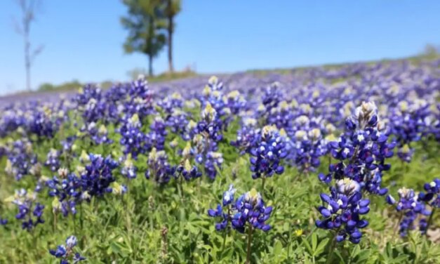 Texas Bluebonnets – 10 Best Bluebonnet Fields & Places In & Around Dallas