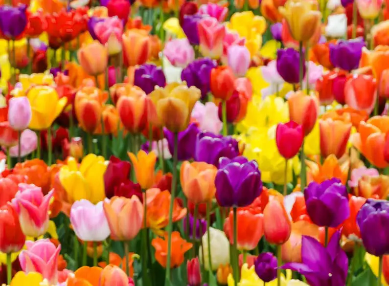 Looking for Spring Break Ideas near Dallas? Check out Tulipalooza