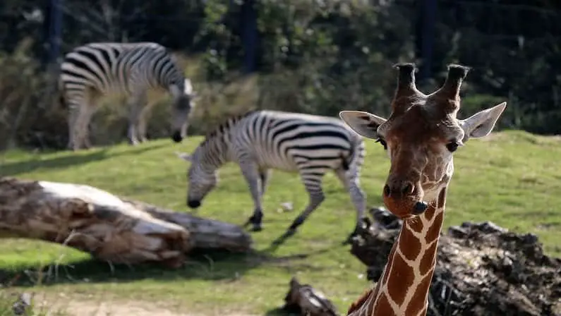 Dallas Zoo: Coupons, Prices, Hours, And More - Localite.com