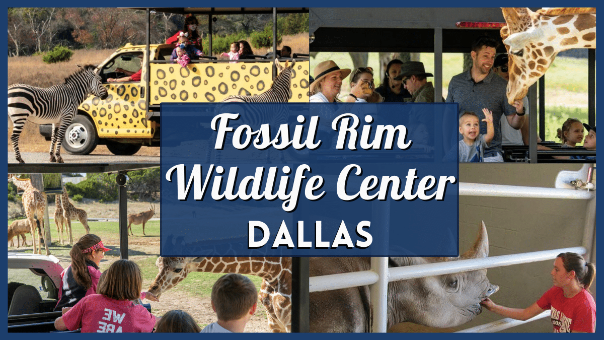 Fossil Rim Coupons - Enjoy Big Savings at this Wildlife Center in Dallas